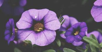 Exercitationem ipsum dolorem ea neque vitae omnis